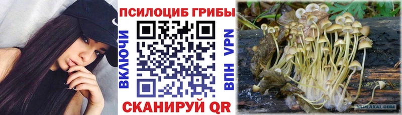 закладка  Переславль-Залесский  Псилоцибиновые грибы Psilocybe 